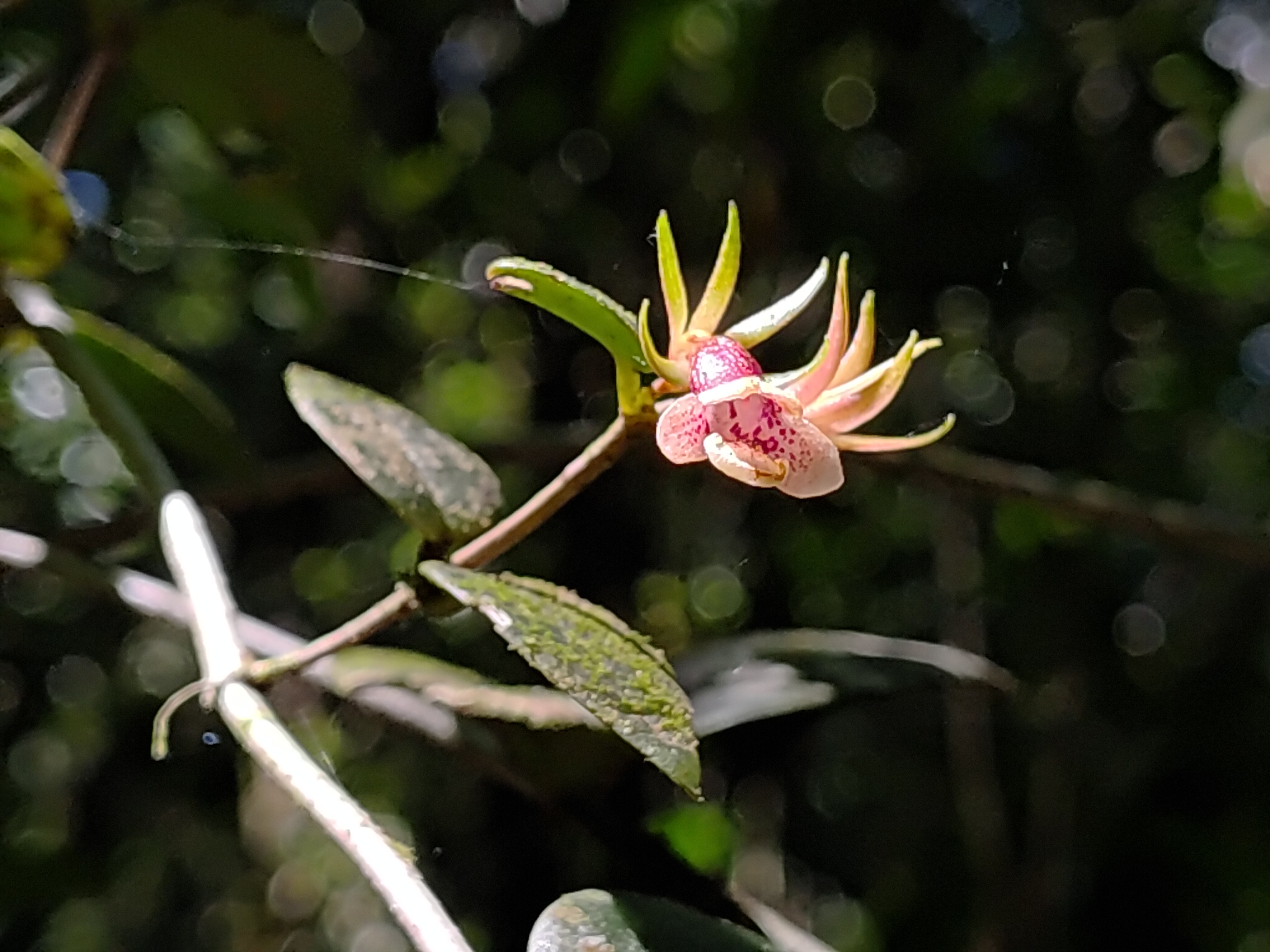 20260112_100559 - Tales Carpinete Leite.jpg